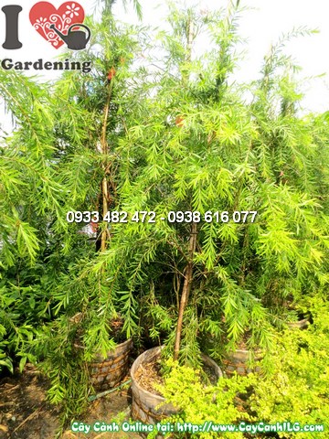 Cây Tràm Liễu cao 1,8m – dáng cây thanh lịch hoa đỏ rực rỡ