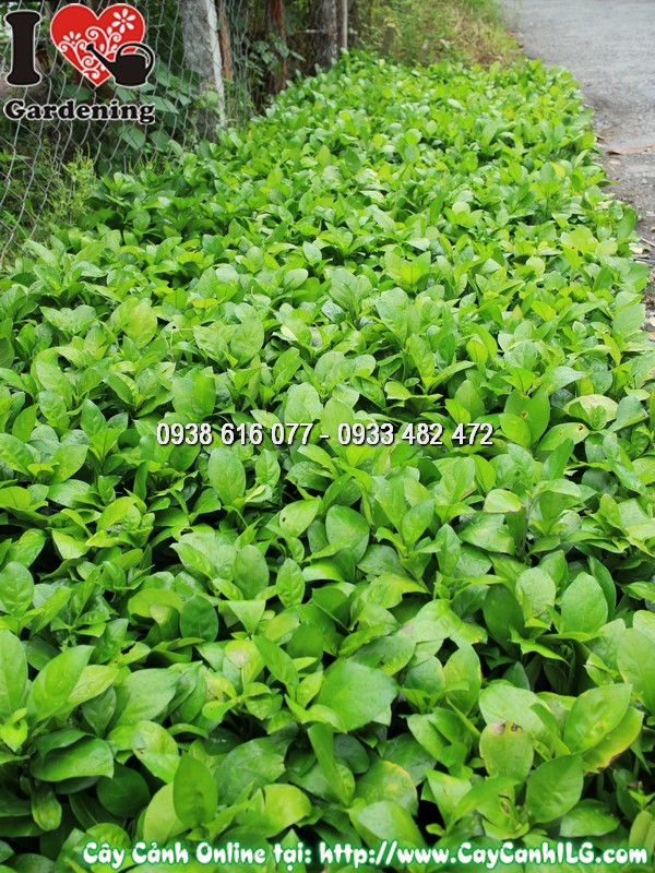 Cây Ắc Ó cao 20cm trồng hàng rào trang trí cảnh quan đẹp