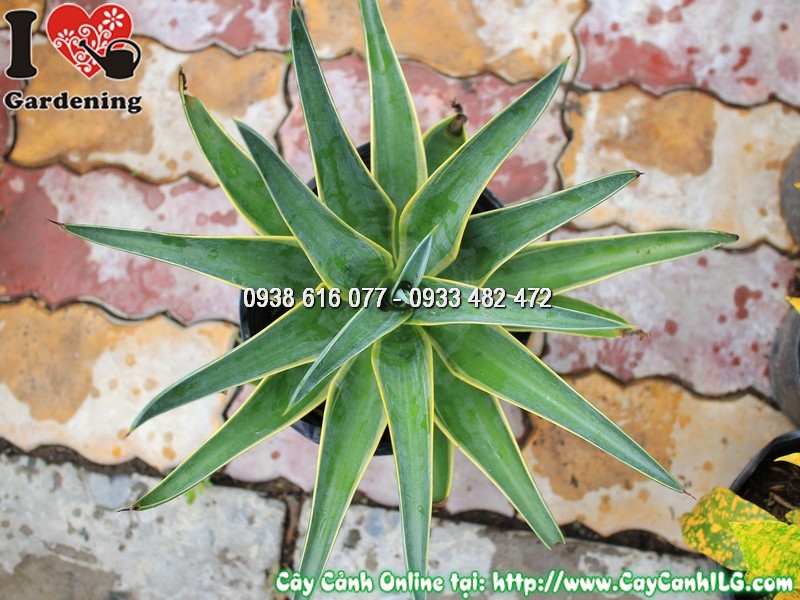 Cây Agao Xanh Sọc Vàng Cao 20 cm - lá xanh sọc vàng đặc trưng