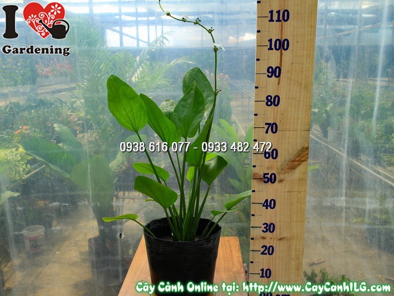 Cây Bách Thủy Tiên cao 50 cm - cây thủy sinh tao nhã tại ILG