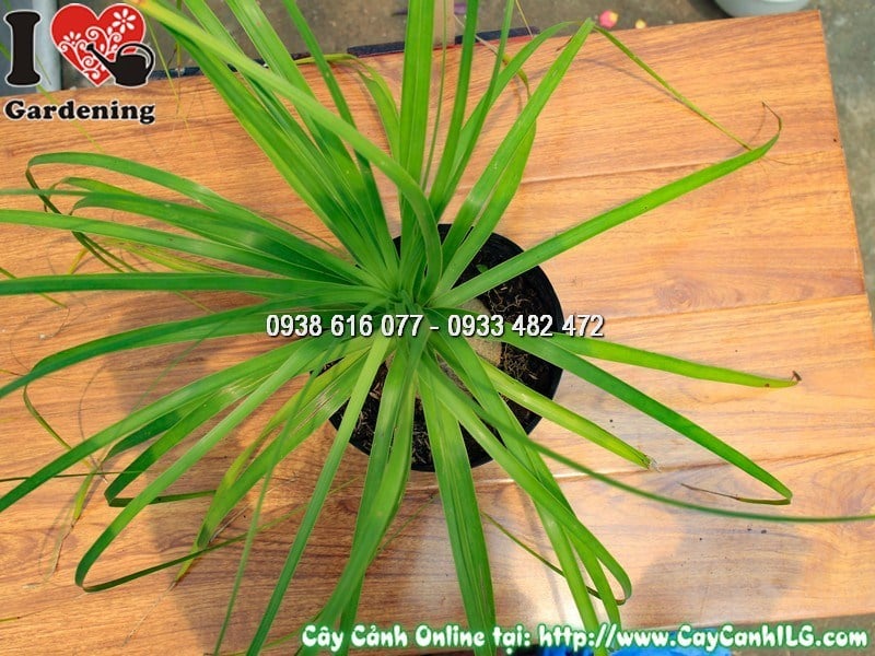Chăm sóc cây lan bình rượu 30 cm – ánh sáng và tưới nước đúng cách