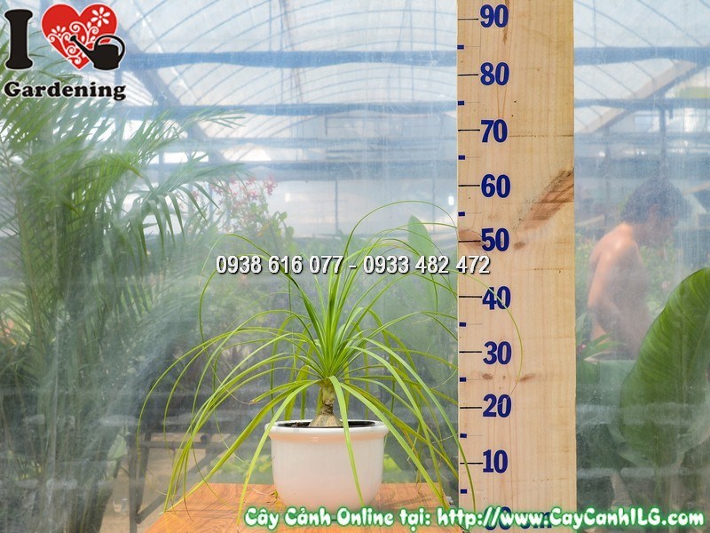 Nhân giống cây lan bình rượu tại vườn ươm ILG