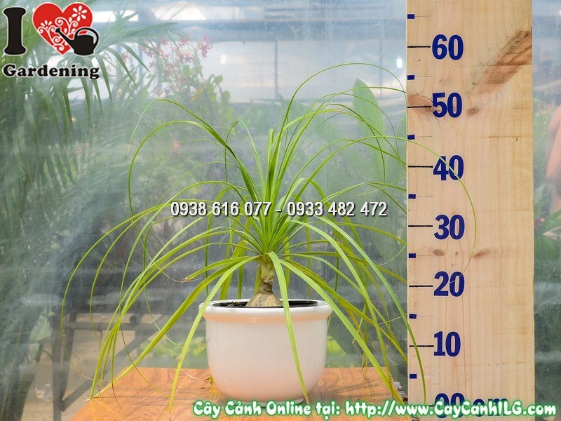 Cây lan bình rượu nhiều nhánh tán đẹp trồng sân vườn