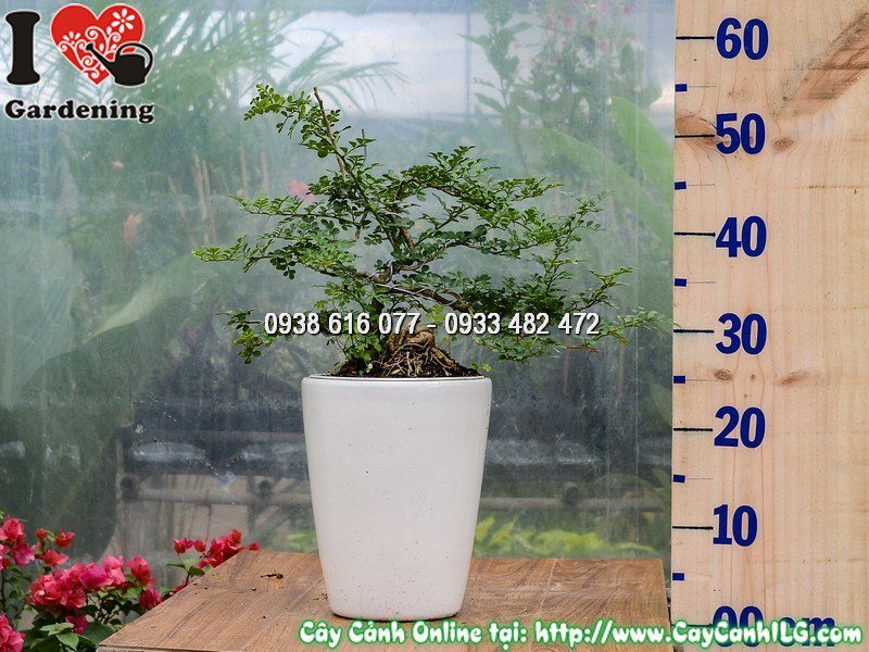 Chậu cây cần thăng mini bonsai cao 30cm – dáng bonsai đẹp