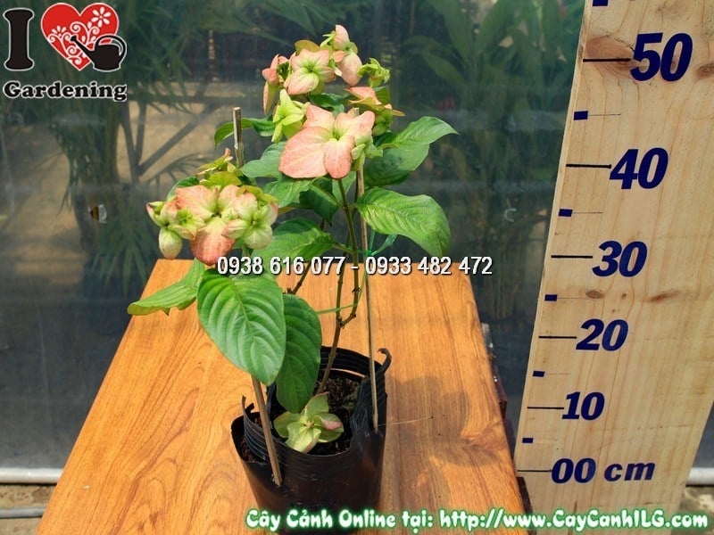Cây bướm hồng 30cm - đặc điểm lá và cành