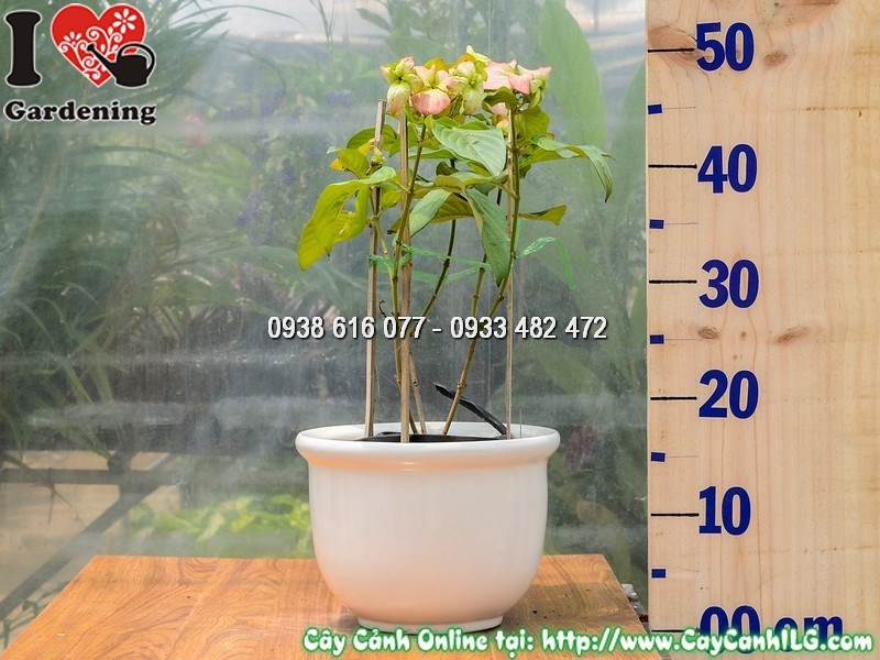 Cắt tỉa cây bướm hồng tạo dáng tán gọn đẹp
