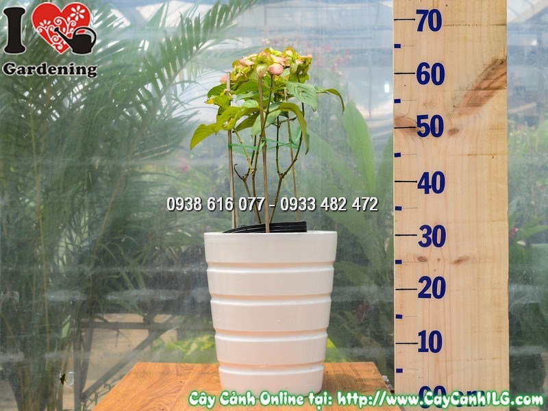 Chậu cây bướm hồng Mussaenda philippica tại vườn ILG TP.HCM