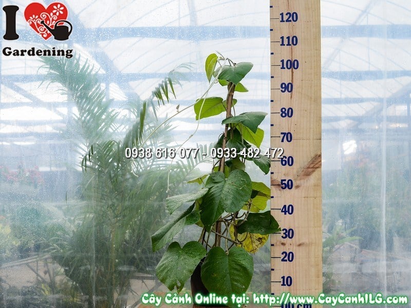 Cây cát đằng lá lớn cao 90cm lá to xanh đẹp