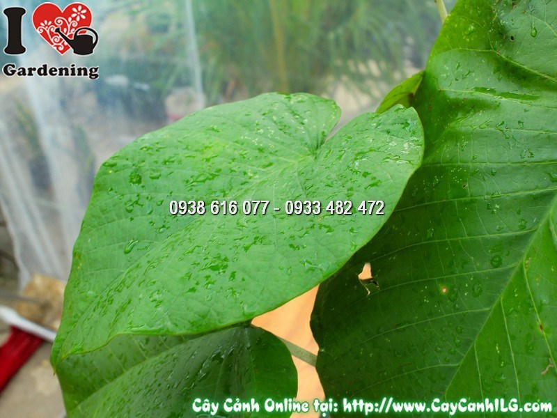 Cây cát đằng lá lớn trong chậu – lá xanh bóng ánh bạc đặc trưng