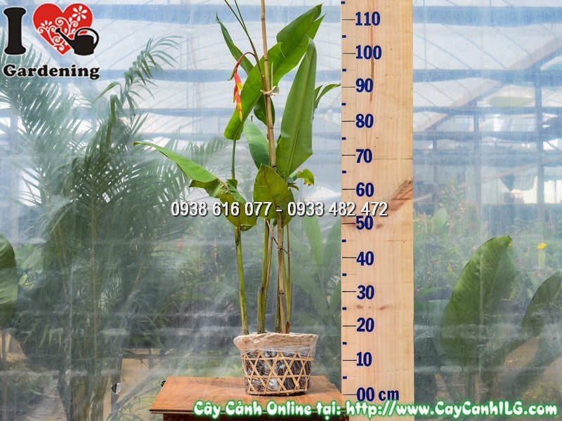 Cây Chuối Pháo tại vườn ILG – hoa đỏ rực rủ xuống đặc trưng
