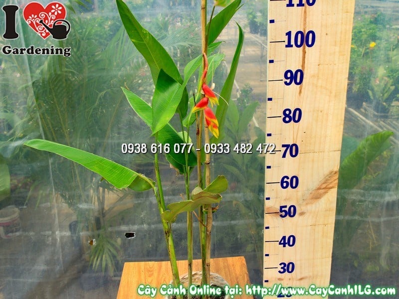 Chậu cây chuối pháo mẫu 1 tại vườn ILG TP.HCM