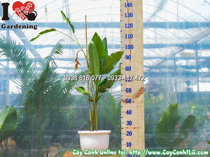 Cây chuối pháo trong chậu đẹp tại ILG