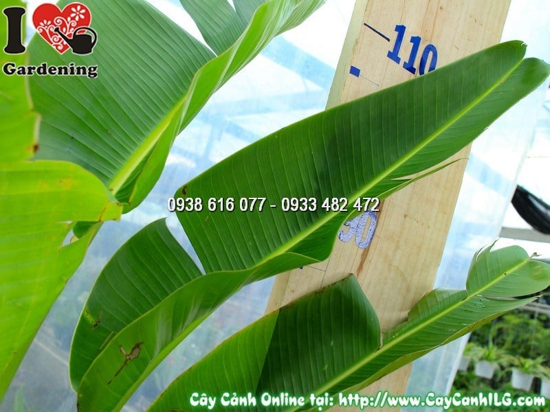 Cây chuối rẻ quạt trong không gian cảnh quan