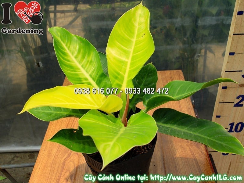 Cây trầu bà đế vương vàng 30cm - màu lá vàng đặc trưng sang trọng