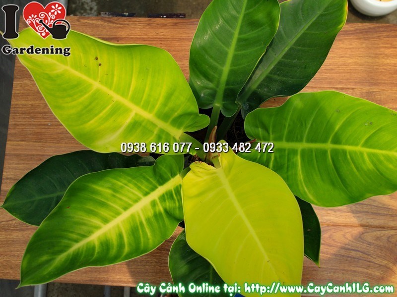 Cây trầu bà đế vương vàng 30cm - lá to bóng, gân nổi rõ