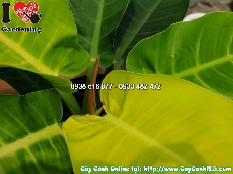 Cây trầu bà đế vương vàng - ý nghĩa phong thủy tài lộc quyền uy