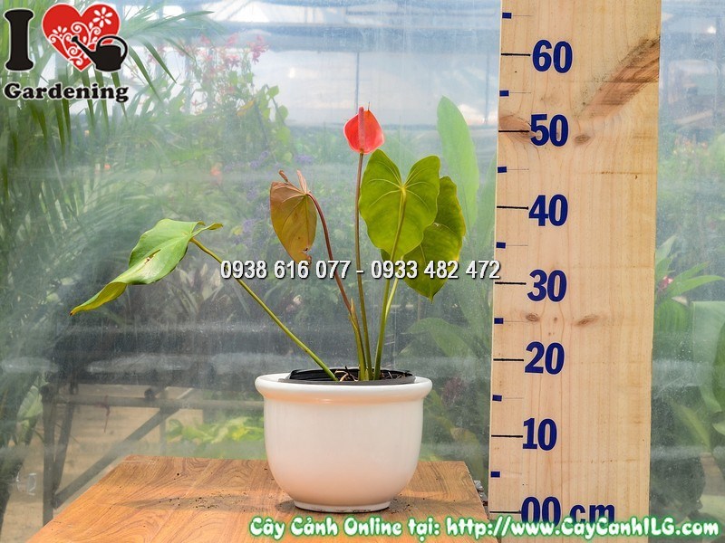 Chậu Cây Đại Hồng Môn Hoa Đỏ Giống Mới 30 cm Mẫu 2 - Hoa đỏ rực rỡ, dáng cây gọn đẹp