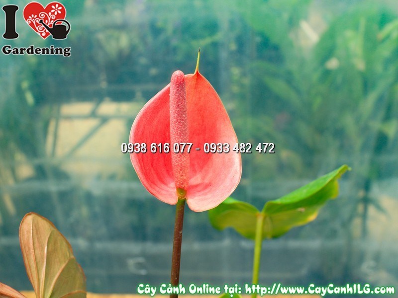 Chậu Đại Hồng Môn đỏ mẫu 4 – cây khỏe mạnh, lá xanh bóng