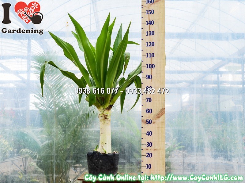 Cây Đại Tướng Quân trồng cảnh quan khuôn viên