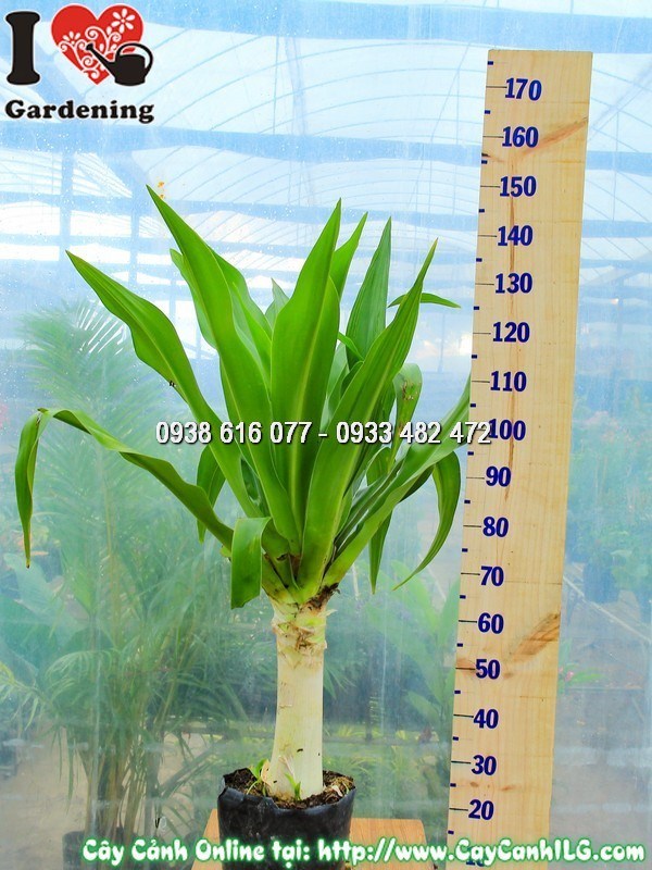Hoa Đại Tướng Quân trắng tinh khôi tỏa hương thơm
