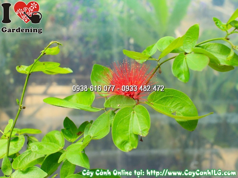 Cây điệp lào tạo dáng chậu cảnh đẹp, tán cân đối