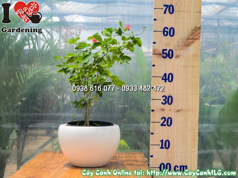 Điệp lào cao 50cm trồng chậu ngoài ban công nhận đủ nắng