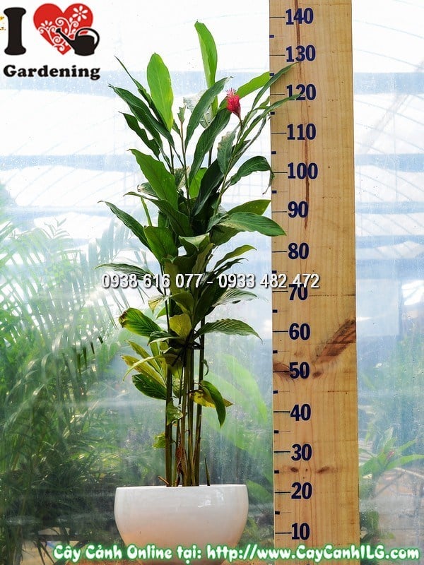 Cây hạnh phúc hoa đỏ 80cm mẫu 1 – lá xanh bóng, hoa đỏ thắm nổi bật