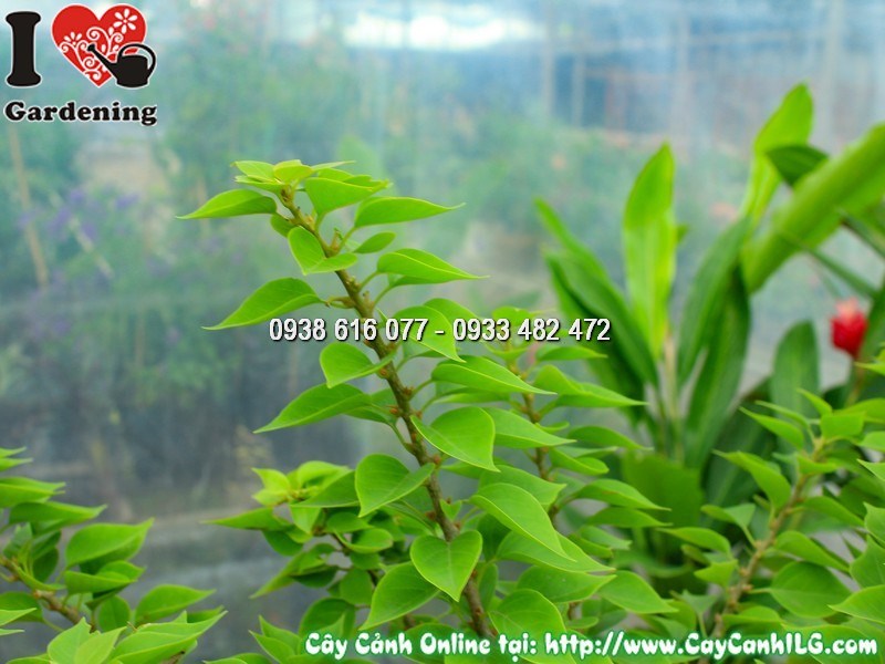 Chậu hoa giấy Mỹ trang trí lối đi cảnh quan