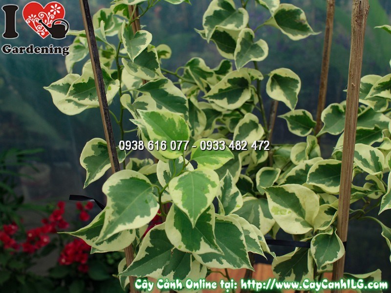 Nhân giống cây hoa giấy cẩm thạch bằng giâm cành