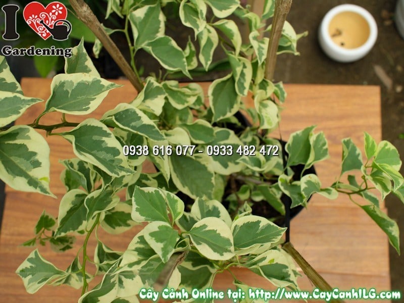 Cây hoa giấy cẩm thạch sau khi cắt tỉa tạo dáng đẹp