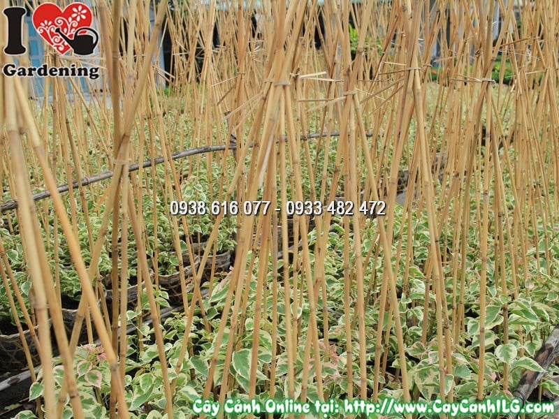 Hoa giấy cẩm thạch nở rực rỡ