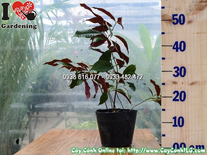 Cây liễu hai da cao 30cm tươi tốt tại vườn ILG