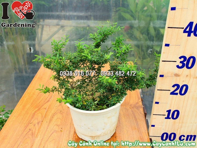 Cây linh sam lá rí trang trí tiểu cảnh, bonsai nghệ thuật