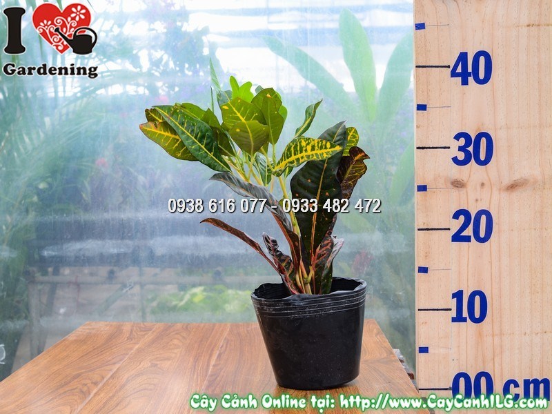 Cây mít eo lá màu 30cm - chi tiết lá màu đặc trưng