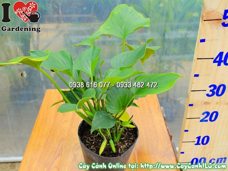 Cây môn thanh tâm cao 30 cm trồng chậu trang trí bàn làm việc