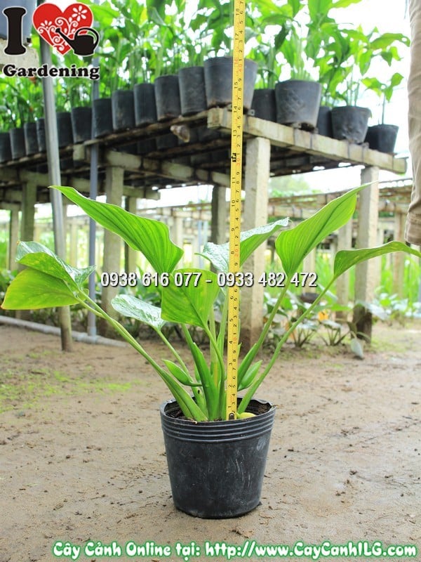Cây môn thanh tâm cao 30 cm trồng thủy canh bộ rễ trắng đẹp