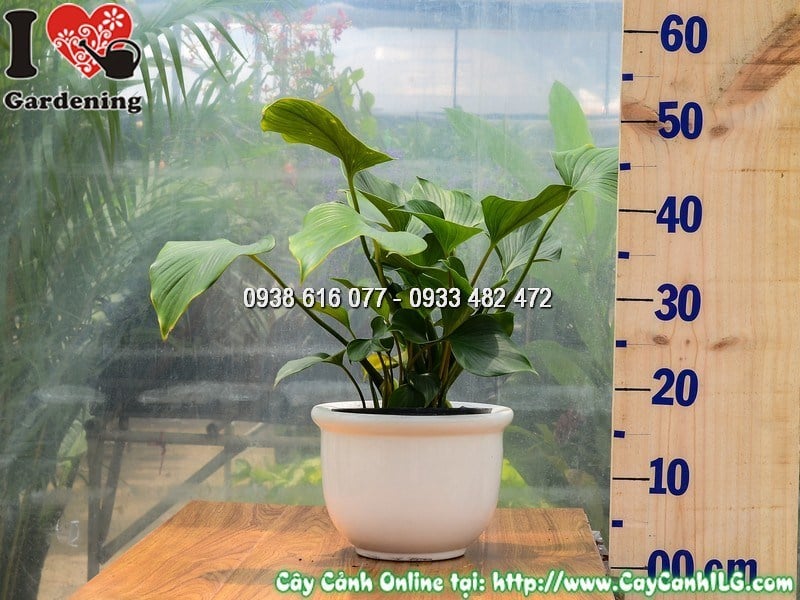 Cây môn Thanh Tâm xanh mướt trồng chậu trong nhà