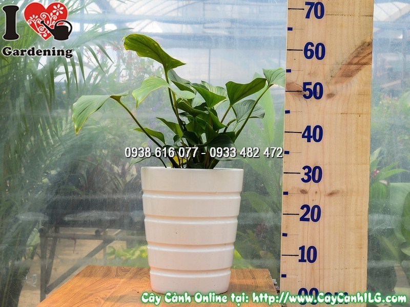Chậu cây môn Thanh Tâm xanh bóng đẹp trồng trong nhà
