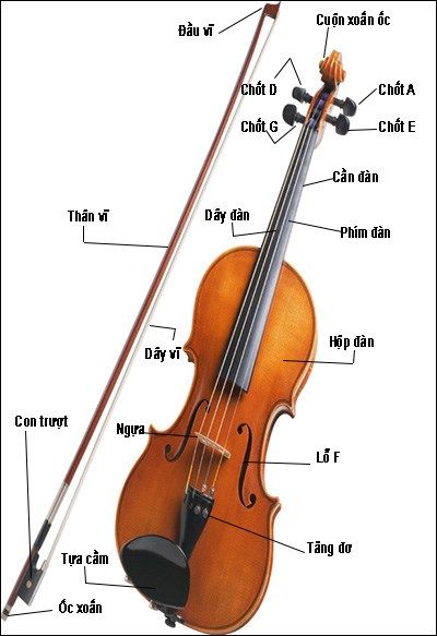 cấu tạo đàn violin