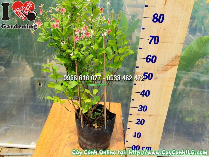 Đặc điểm hoa cây trang leo đứng màu đỏ trắng hồng