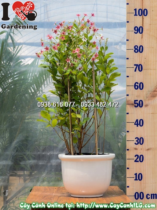 Chậu Trang Leo Đứng 70cm Mẫu 2 – dáng đứng gọn, phù hợp trang trí ngoại thất