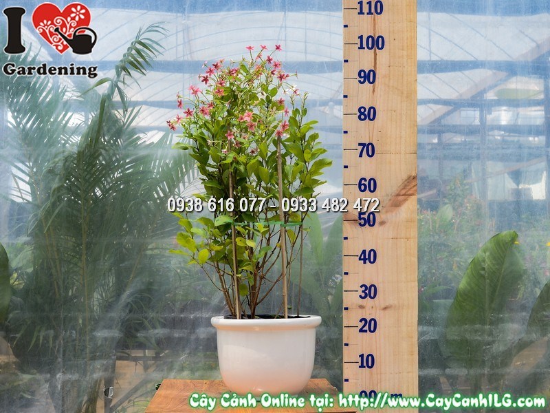 Chậu Cây Trang Leo Đứng Cao 70 cm Mẫu 2 – hoa rực rỡ 3 màu đỏ trắng hồng