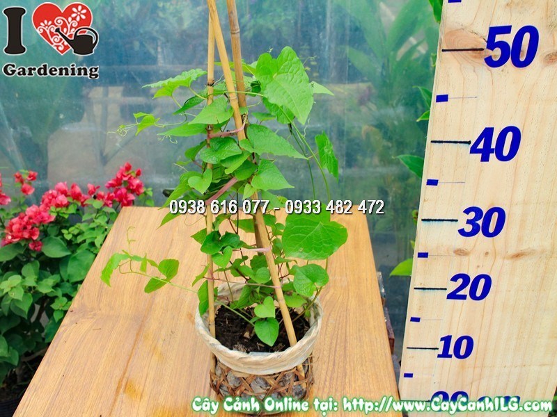 Cây hoa Tigon leo giàn phủ xanh hàng rào sân vườn
