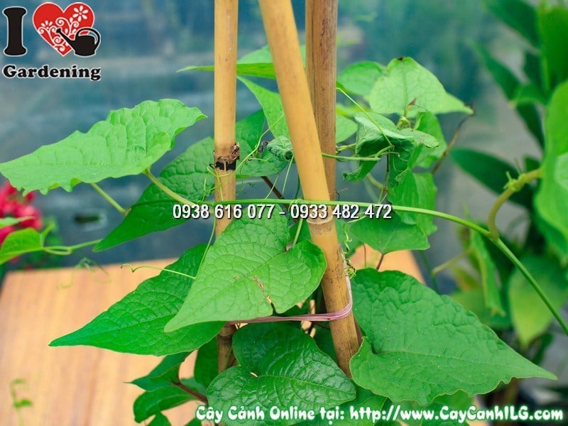 Hoa Tigon hình tim hồng rực – đặc trưng của cây hoa tim vỡ