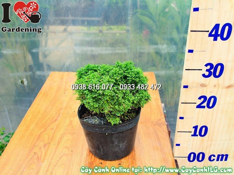 Cây toàn cầu bonsai mini trang trí bàn làm việc