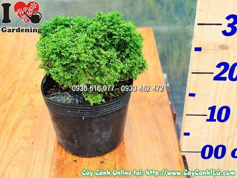 Lá cây toàn cầu nhỏ li ti xanh bóng