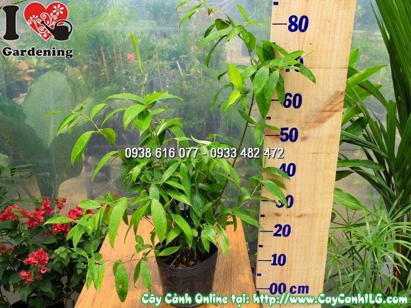 Lá cây trúc nhật cao 50 cm xanh bóng điểm đốm trắng đặc trưng