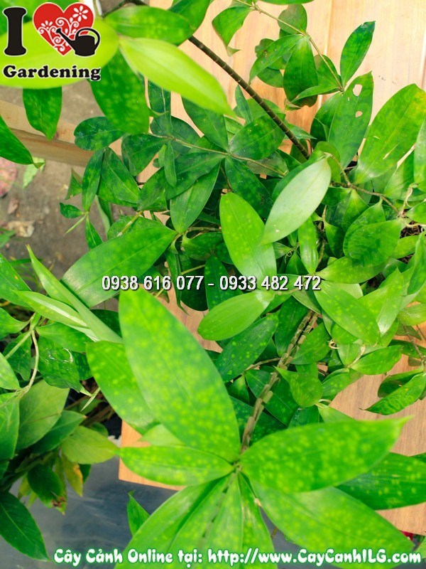 Chậu cây trúc nhật cao 50cm đặt trang trí trong phòng