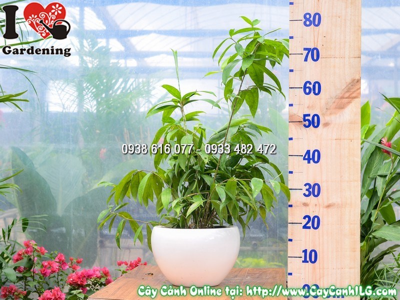 Chậu cây trúc nhật mẫu 1 đặt trong không gian nội thất