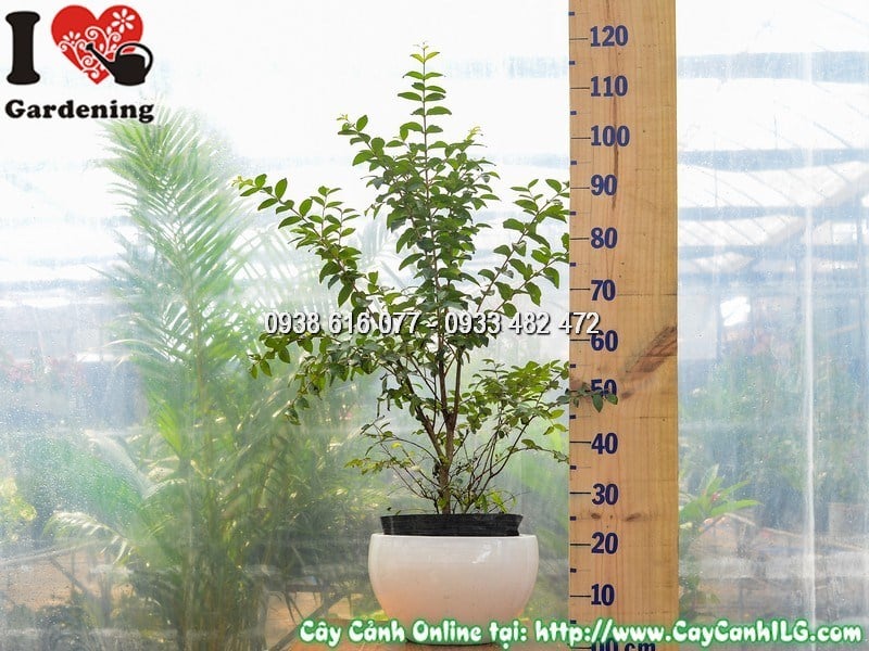 Chậu cây tường vi hoa đỏ cao 80 cm Mẫu 1 – dáng bụi đỏ rực tại ILG